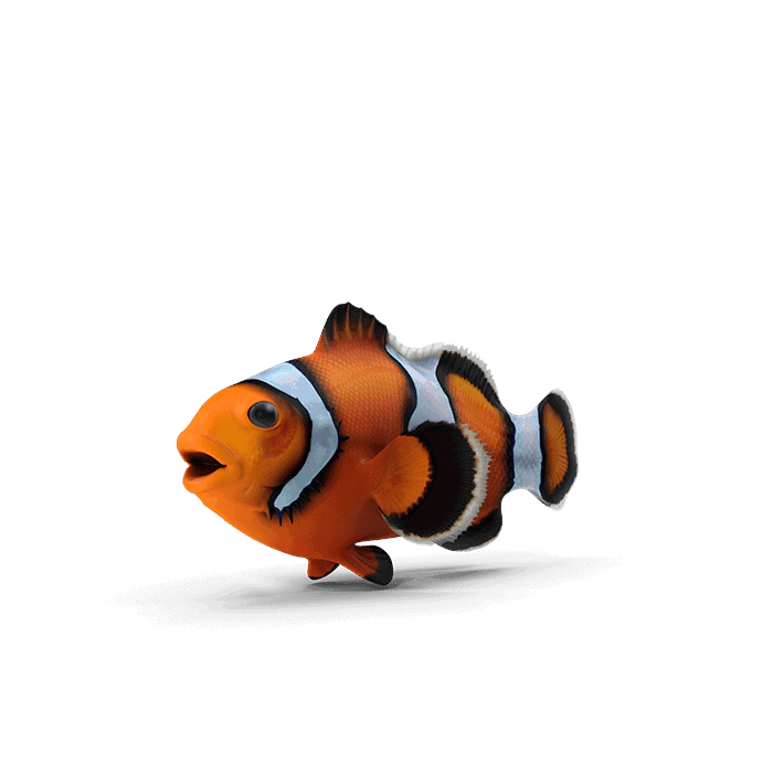 fish113