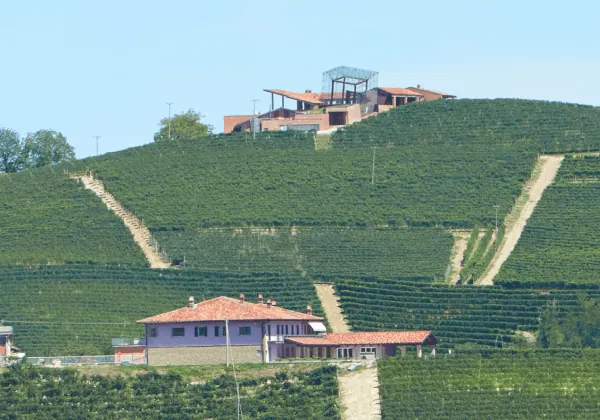 Green vineyards and small buildings in a sunny day 2021 08 26 22 35 05 utc 1 advanced hover card for elementor from the plus addons for elementor